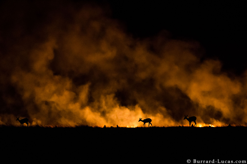Illustration for article titled 13 Sensational Camera Trap Photos of African Animals At Night